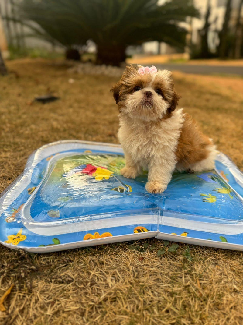 AcquaPet - Tapete de Água Sensorial 🔥ULTIMAS UNIDADES 🔥